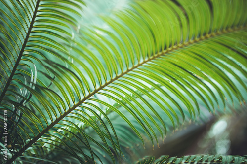 nature poster. leaf of palm