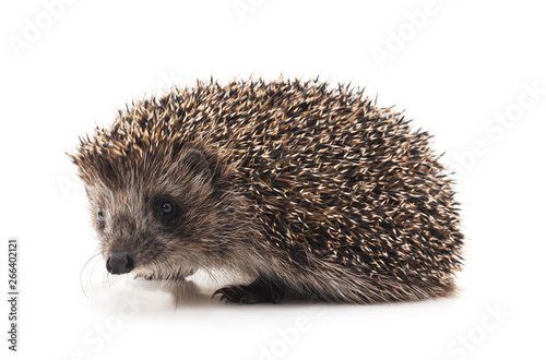 One brown hedgehog.
