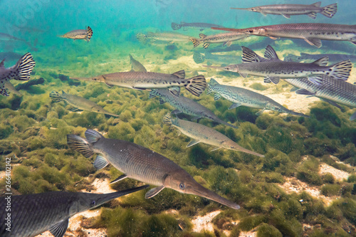 School of longnose gar fish swimming together in clear Florida spring freshwater river photo