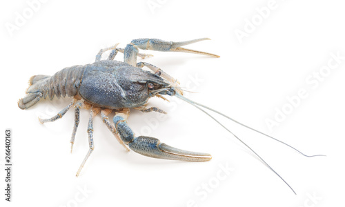 Blue river crayfish.