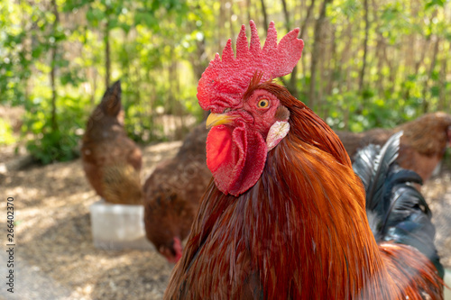 Free range rooster looking into the camera