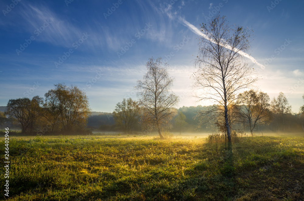 Fototapeta premium autumn morning in the middle of trees