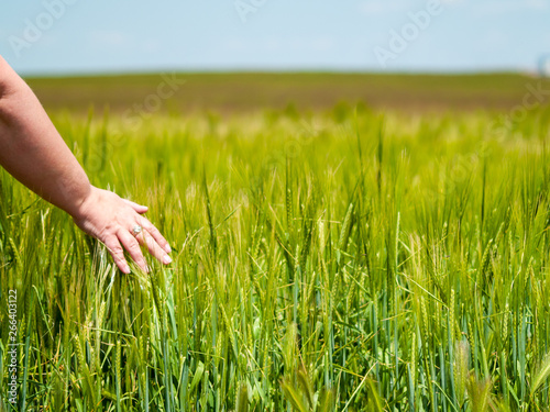 Unrecognizable person playing with his hand the plants in a crop field in spring barley