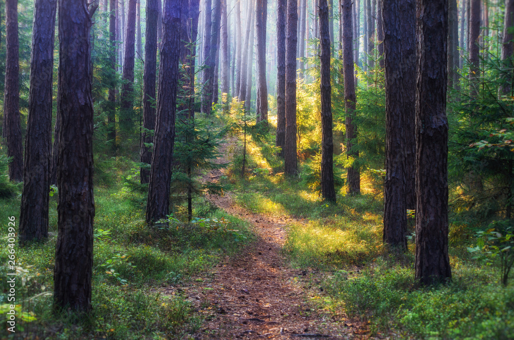 Obraz premium morning in the forest