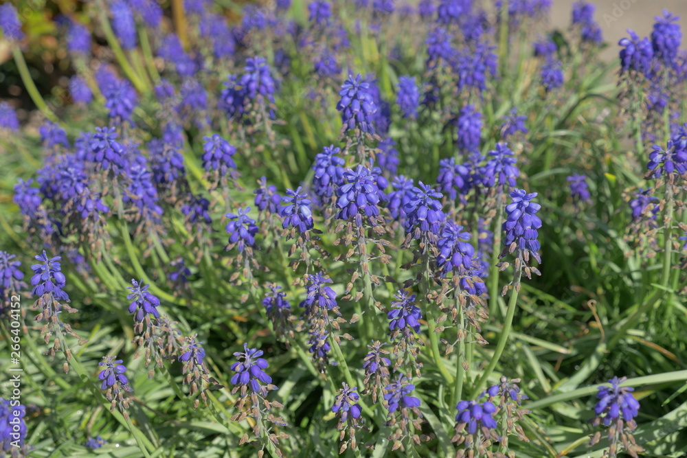 Obraz premium beautiful flowers in the garden with natural light