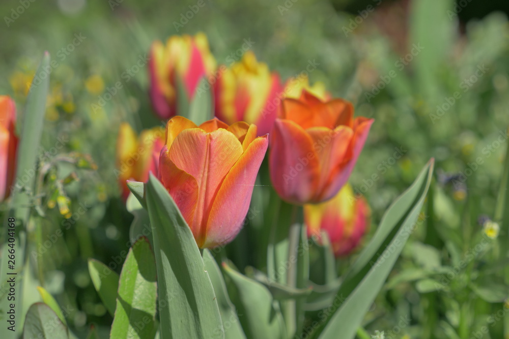 beautiful flowers in the garden with natural light beautiful flowers in the garden with natural light