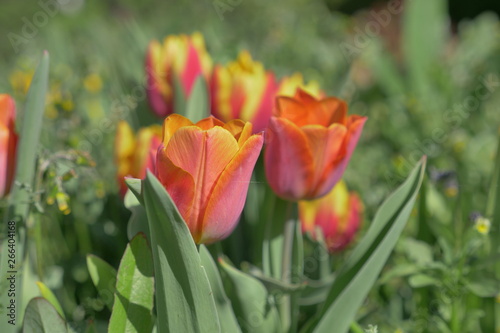 beautiful flowers in the garden with natural light