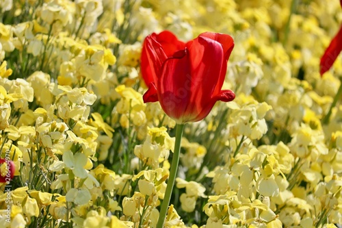Fleurs Londres