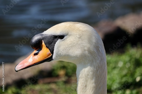 Oiseau Londres 1