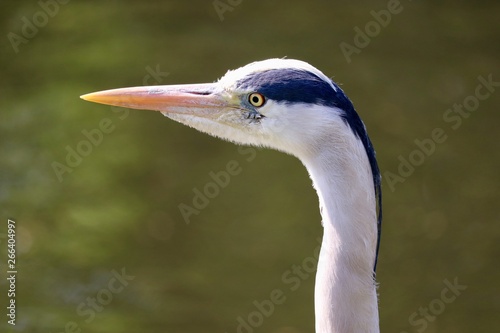 Oiseau Londres 2