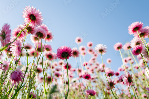 Paper daisies and blue sky viewed from below