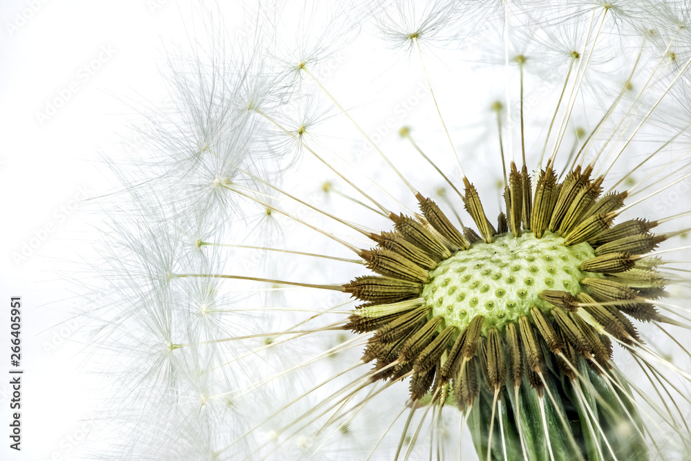 Inflorescence of dandelions. Concept extreme macro photographs of plants.