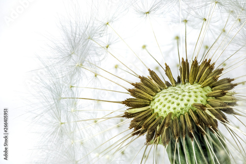 Inflorescence of dandelions. Concept extreme macro photographs of plants.