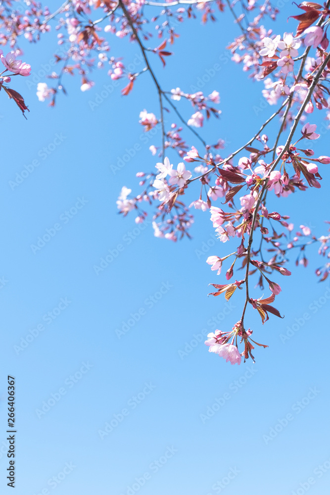 Japanese cherry blossoms against a blue sky. Pink cherry flowers. Japanese cherry blossoms against a blue sky. Pink cherry flowers.
