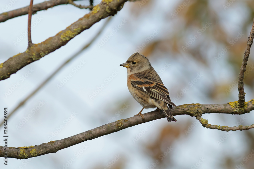 Obraz premium sparrow on a branch