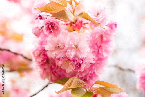 Beautiful cherry blossom sakura in spring time on nature background
