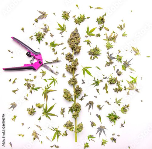 Fresh cannabis flower with trimming cuts isolated over white