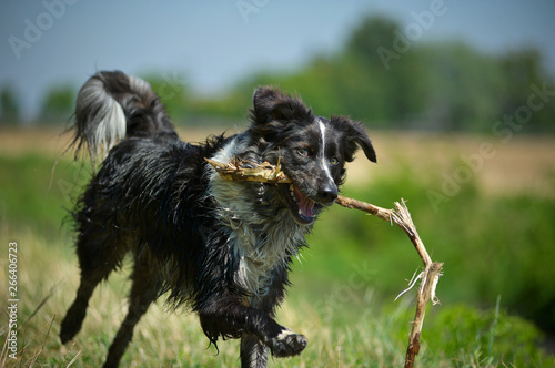 A merle aussie mix is running with a big stick in its mouth