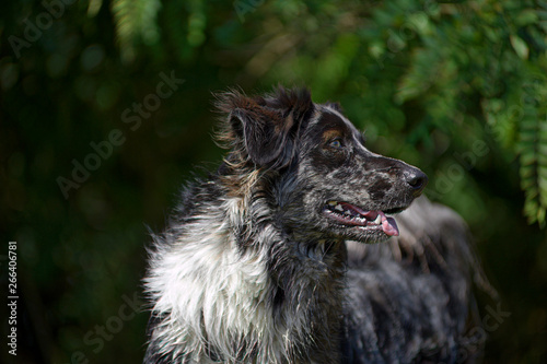 Portrait of a merle australian shepherd mix with yellow eyes