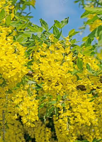 Blühender Goldregen, Laburnum