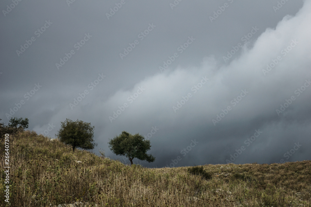 tree in the field, ksamil, albania