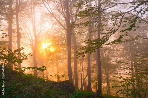 Fototapeta Naklejka Na Ścianę i Meble -  Mountain summer. Fairy misty forest, sunset