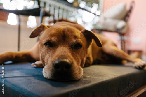 Dog Lazing at Porch photo