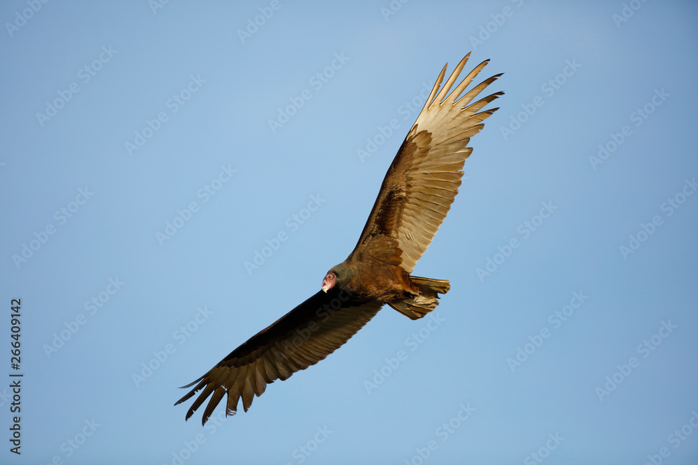 Turkey Vulture
