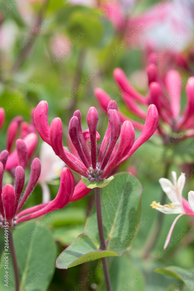 Pretty Honeysuckle Flower in a Garden Pretty Honeysuckle Flower in a Garden