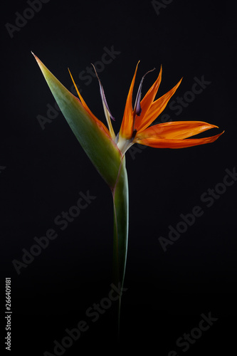 Fresh exotic strelitzia flower isolated on a black background