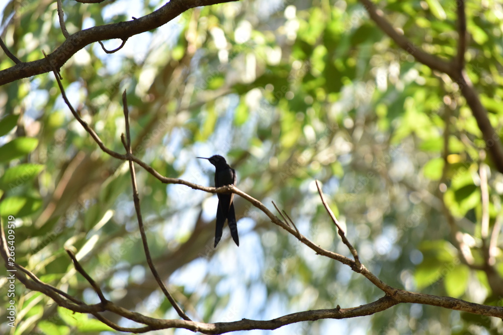 Obraz premium Hummingbird in a Tree Branch