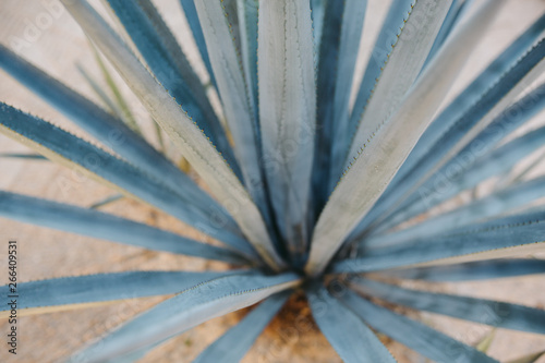 Aloe cactus plant photo