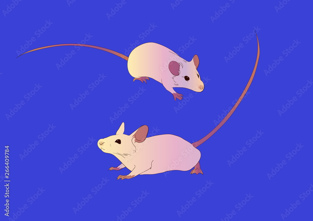 Cute domestic mice illustration, animal rat or mouse vector image Stock  Vector | Adobe Stock