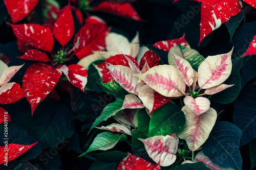 Red Troplcal Plant
