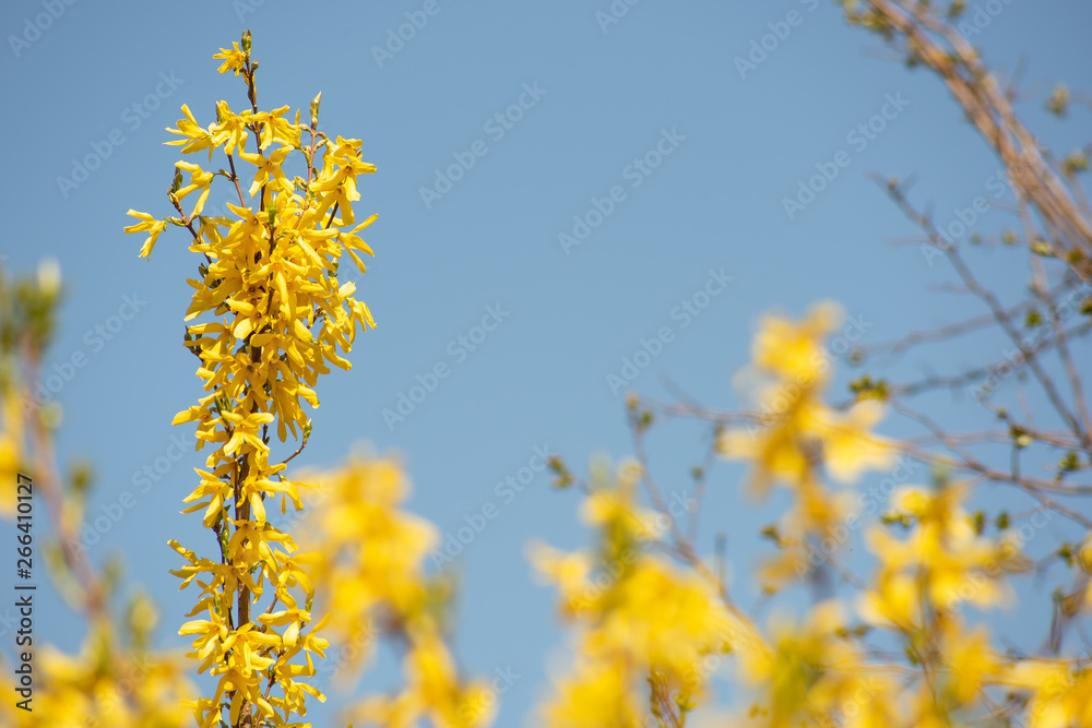 A branch forsythia with bright yellow flowers is close A branch forsythia with bright yellow flowers is close