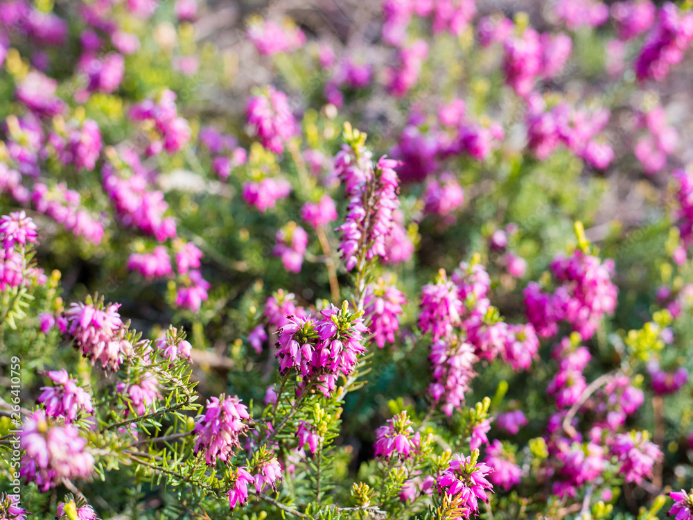 macro heather plant in the garden at spring or summer season. Nature concept macro heather plant in the garden at spring or summer season. Nature concept
