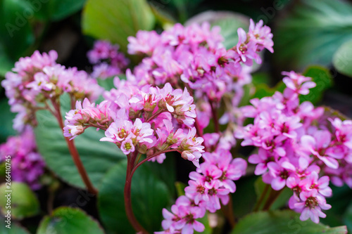 Bergenia rotblum flowers, Elephahant's Ears. Wild medicinal plants