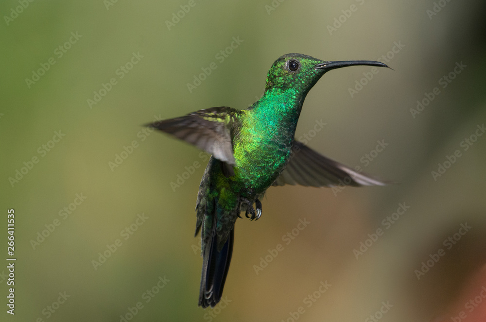 Fototapeta premium Green Mango hummingbird
