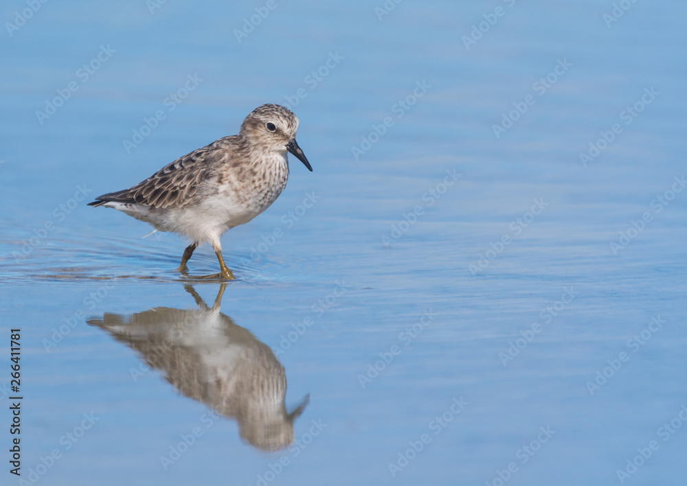 Least Sandpiper and reflection Least Sandpiper and reflection