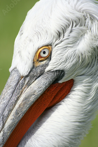 portrait of a pelican