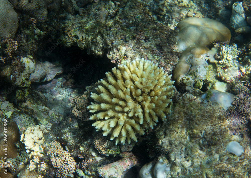 endangered corals in Seychelles coral reef endangered corals in Seychelles coral reef