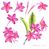 Set of tropical plumeria plants. Isolated realistic watercolor illustration of fragipani flowers and leaves.