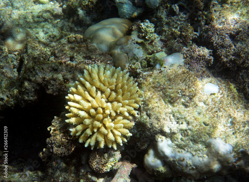 endangered corals in Seychelles coral reef