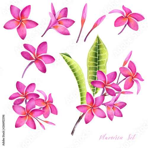 Set of tropical plumeria plants. Isolated realistic watercolor illustration of fragipani flowers and leaves.