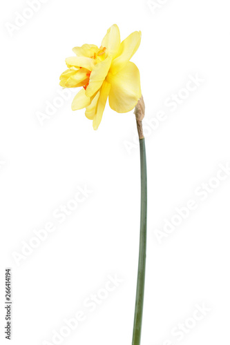 Yellow flower of Daffodil (Narcissus) isolated on white background. Cultivar Tahiti from Double Group