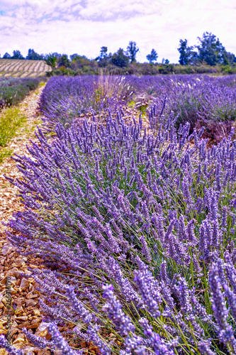 Lavender of Provence, summer fields with blossoming purple lavender plants in Van de Sault, Vaucluse, France