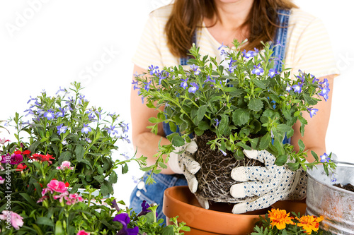 Garden: Potting Annual Flowers