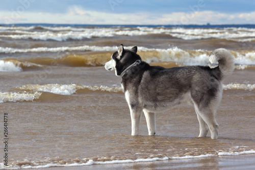 Dog breed Siberian Husky standing on the shore of a stormy bay