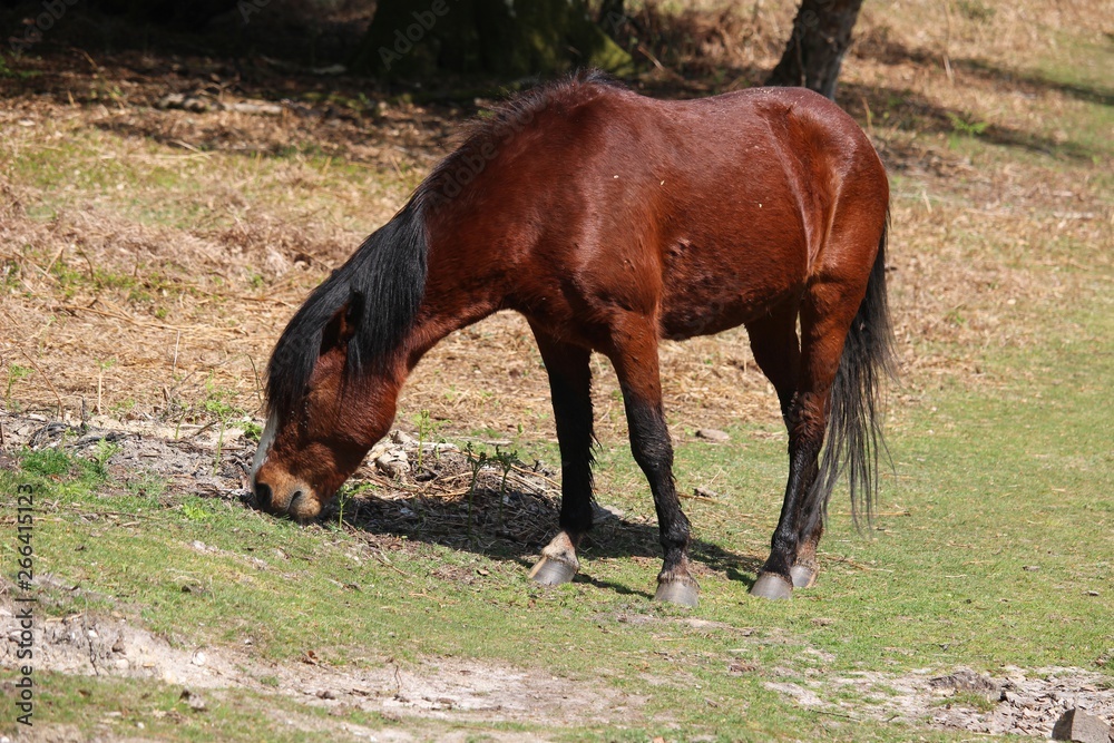 A horse eating grass in New Forest A horse eating grass in New Forest