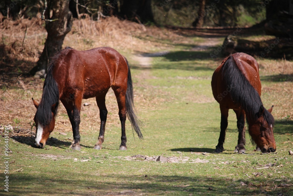 Wild horses in New Forest